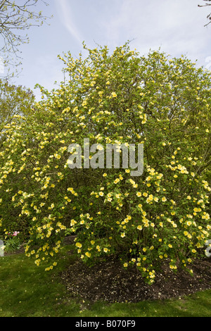 Rosa xanthina 'Canary Bird' shrub in bloom in Spring Stock Photo