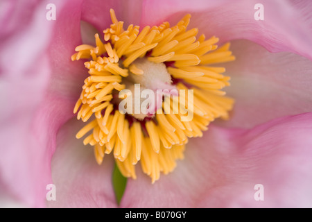 A close up of the centre of a pastel pink Tree Peony (Paeonia) flower in Spring Stock Photo