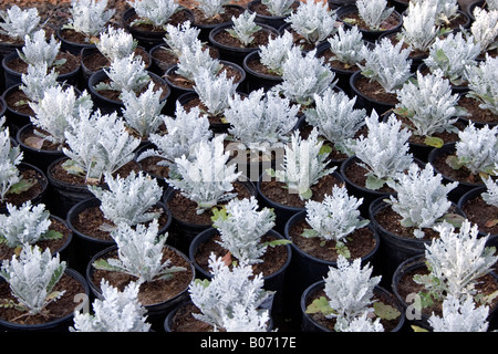 Rows of plants for sale at garden nursery Stock Photo
