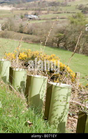 Newly planted young hazel and hawthorn hedge saplings protected by plastic tubes as they grow Tregaron Ceredigion Wales UK Stock Photo