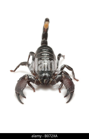 Emperor Scorpion (Pandinus imperator) Stock Photo