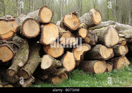 Log pile, ends of many logs Stock Photo