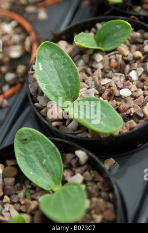 Row of courgette plants growing in plant pots in glasshouse Stock Photo