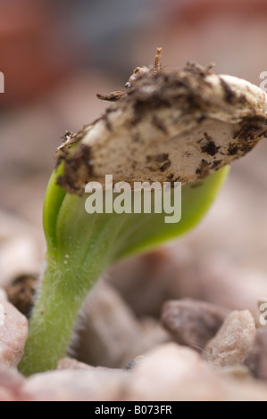 Courgette seedlings emerging from potting grit with seed case on top Stock Photo