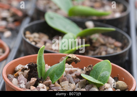 Row of pumpkin plant seedlings growing in plant pots in glasshouse Stock Photo