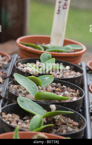 Row of courgette plants growing in plant pots in glasshouse Stock Photo