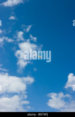 Seagull in deep blue sky with alto cumulous clouds, Croyde, North Devon,England Stock Photo