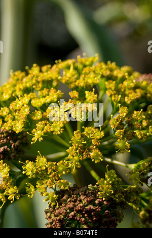 aplaceae ferula communis Stock Photo