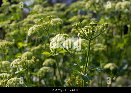aplaceae smyrnium olusatrum Stock Photo