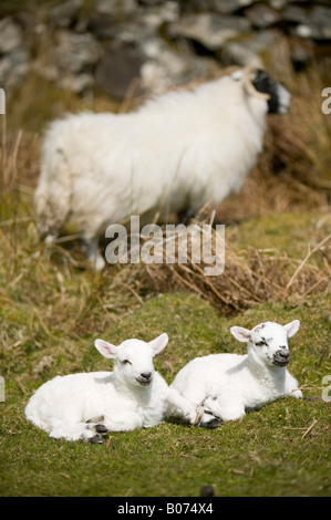 A sheep with twin lambs on the isle of Kerrera off Oban Scotland UK Stock Photo