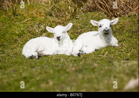 Twin lambs on the isle of Kerrera off Oban Scotland UK Stock Photo