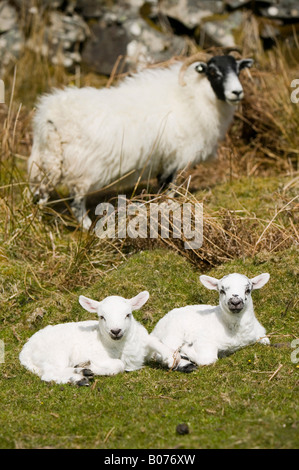 A sheep with twin lambs on the isle of Kerrera off Oban Scotland UK Stock Photo