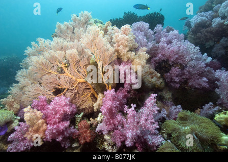 Gorgonians on soft coralreef with blue background under water Stock Photo