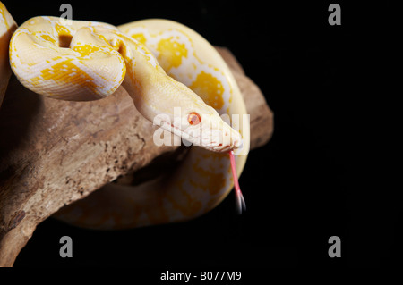 Albino Python hanging on branch Stock Photo