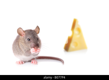 Mouse nibbling some cheese Stock Photo