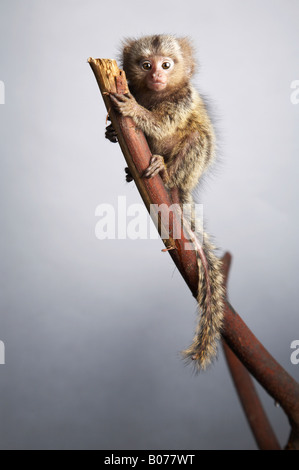 Pygmy Marmoset Climbing a Branch Stock Photo