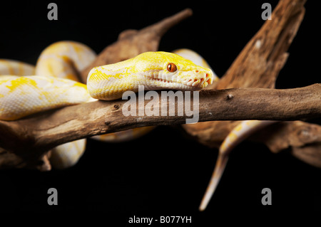 Albino Python coiled on branches Stock Photo