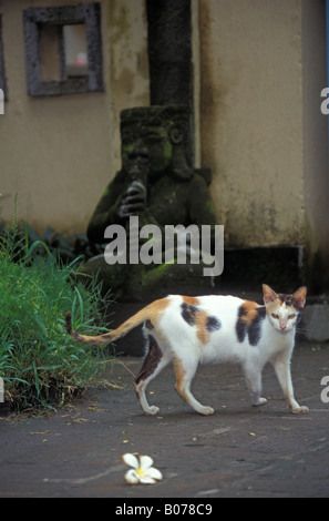 DOMESTIC CAT STALKING PREY Stock Photo - Alamy
