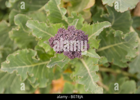 purple sprouting broccoli plant Stock Photo