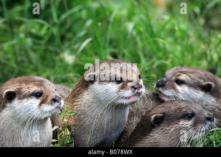 Asian Short Clawed Otters Stock Photo