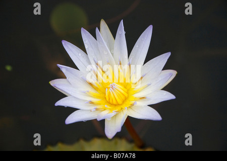 a lotus flower in a large ceramic pot at the entrance to Jiangshan park opposite the forbidden city Beijing China Stock Photo