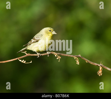 Female Lesser Goldfinch Carduelis psaltria Arizona USA Tucson Stock Photo