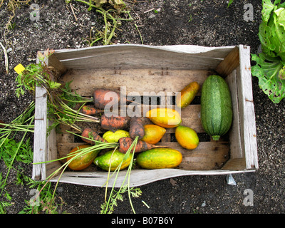 Vegetables in a wooden crate. Stock Photo