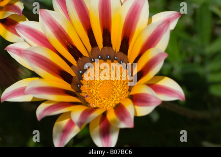 Prairie zinnia Zinnia grandiflora Asteraceae Stock Photo