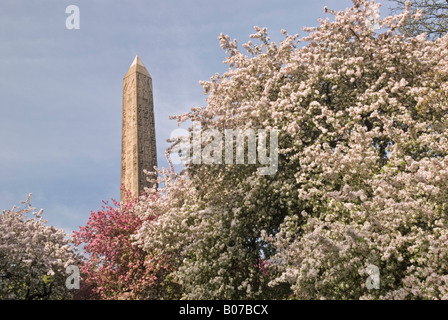 Cleopatra's Needle in Central Park, NY surrounded by blossoming trees in the Spring Stock Photo
