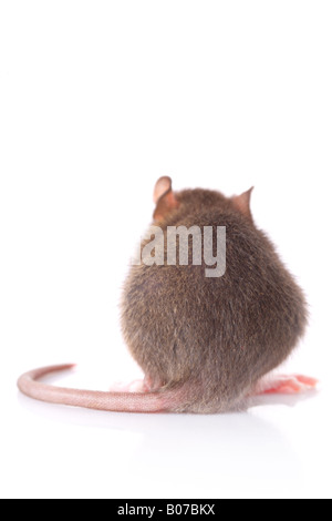 Rat shot from behind isolated on white Stock Photo