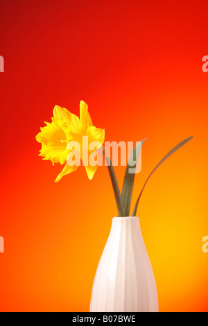 Yellow in a vase Stock Photo