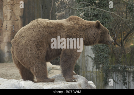 Big brown bear at Madrid zoo Stock Photo