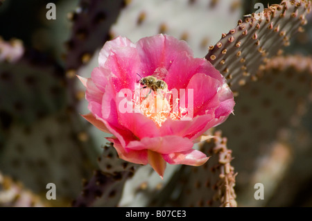 Santa Rita Prickly Pear Cactus (Opuntia santa rita x basilaris) Stock Photo