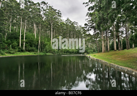 The outdoor swimming Pool in Pemberton lined with karri trees, Western Australia. Stock Photo