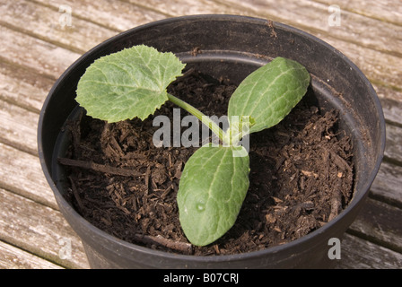 young courgette plant in a pot variety name TristranF1 Stock Photo