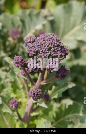 purple sprouting broccoli plant Stock Photo