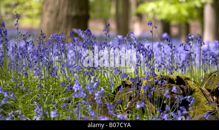 Bluebells in April. Latin name: Endymion non scriptus Stock Photo