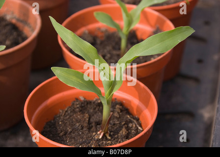 Young sweet corn plants on potting tray Stock Photo