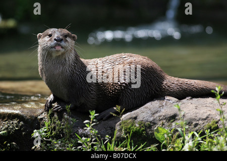 Asian Short Clawed Otter Stock Photo