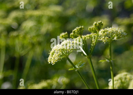 aplaceae smyrnium olusatrum Stock Photo