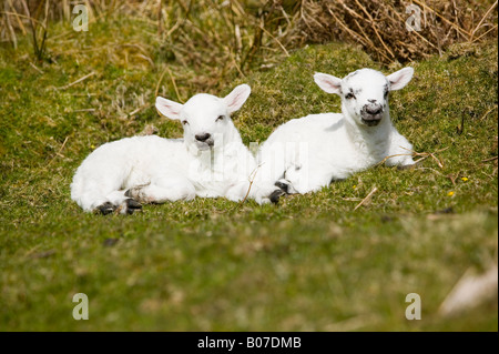 Twin lambs on the isle of Kerrera off Oban Scotland UK Stock Photo