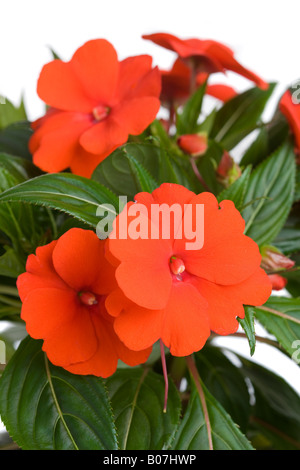 Decorative potted plant on white background In aRGB color for beautiful prints Stock Photo