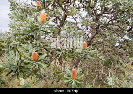 Firewood Banksia (Banksia menziesii) flowers growing in Bold Park, Perth, Western Australia Stock Photo