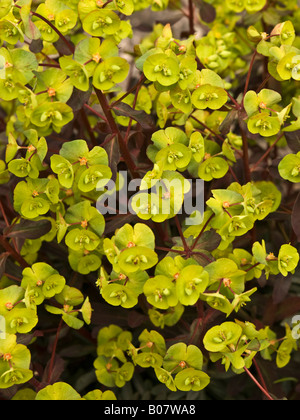Euphorbia in flower Stock Photo