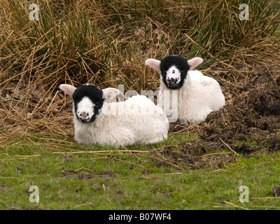 Two young black faced lambs lying on rough ground on the North Yorkshire Moors England UK Stock Photo