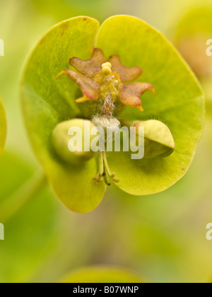 Euphorbia flower detail Stock Photo