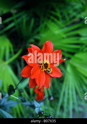 A RED DAHLIA BISHOP OF LLANDAFF IN A TROPICAL GARDEN IN THE WEST OF ENGLAND UK WITH A FAN PALM PLANT ALONGSIDE Stock Photo