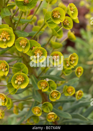 Euphorbia flowers Stock Photo