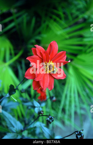 A RED DAHLIA BISHOP OF LLANDAFF IN A TROPICAL GARDEN IN THE WEST OF ENGLAND UK WITH A FAN PALM PLANT ALONGSIDE Stock Photo