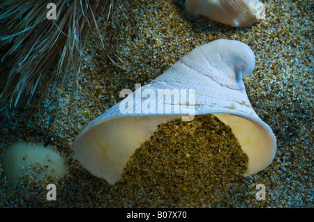 Capulus Shell Hungarian Cap Shell - Capulus ungaricus Stock Photo - Alamy